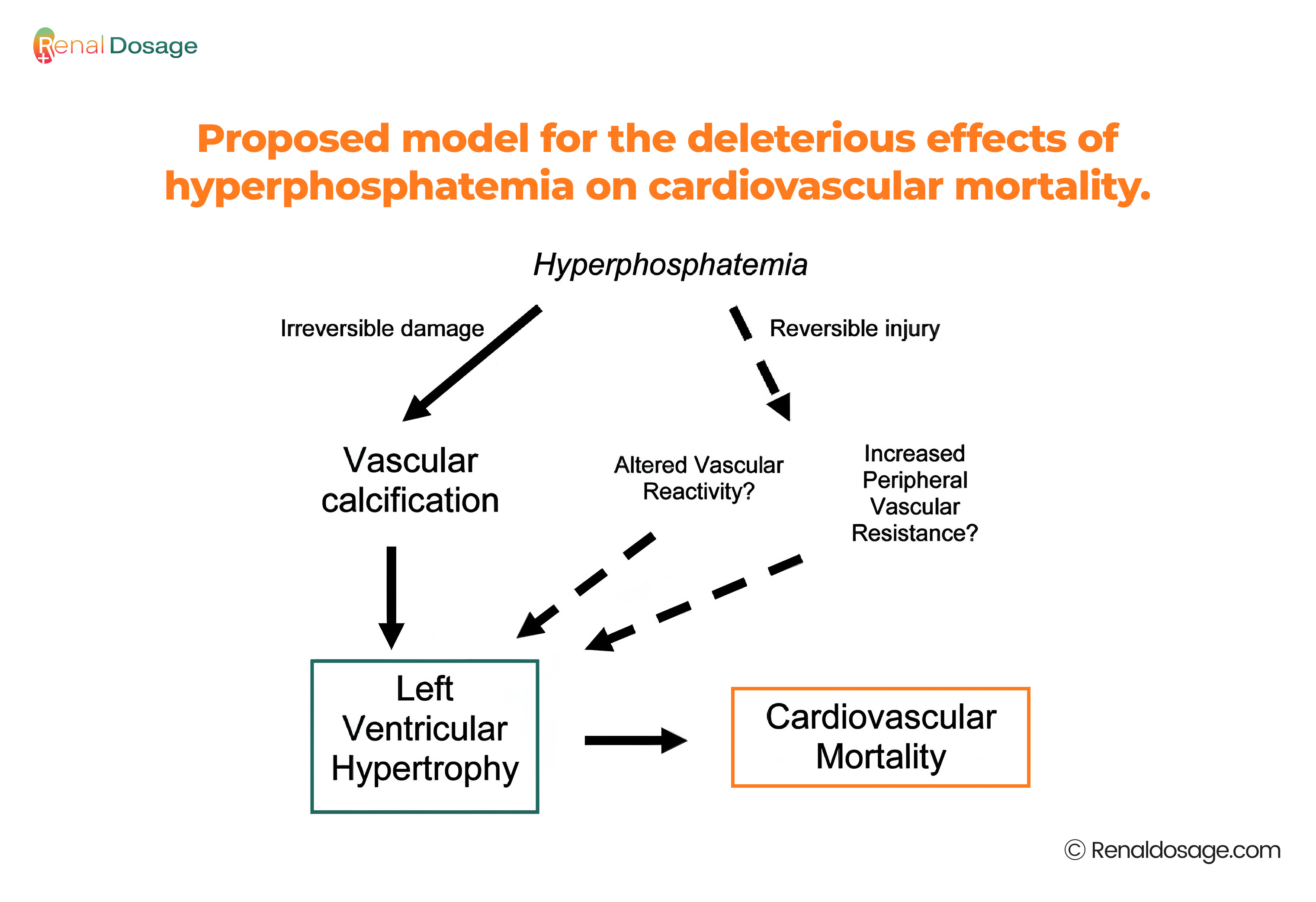 Proposed model for the deleterious effects of hyperphosphatemia on cardiovascular mortality